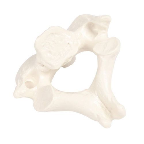 Anatomisches Modell / Wirbel - 3062 - Erler-Zimmer - Erwachsene / männlich / weiß