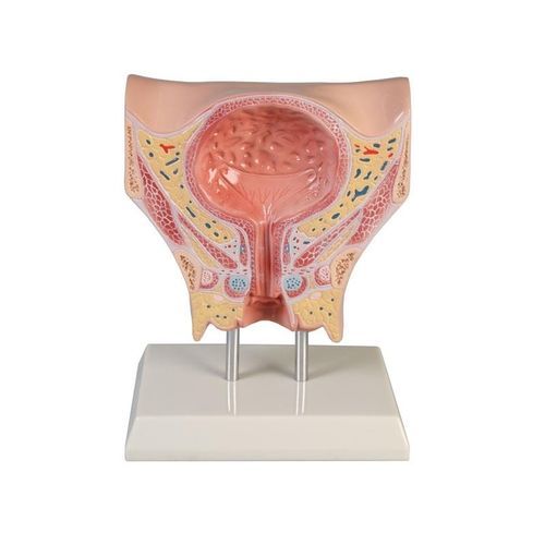 Anatomisches Modell / Blase - K245 - Erler-Zimmer - Harnröhre / Beckenboden / Ausbildung