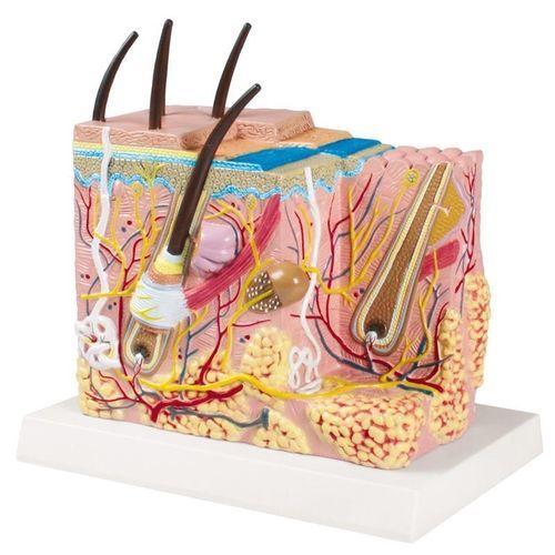 Haut anatomisches Modell - J213 - Erler-Zimmer - Blutgefäße