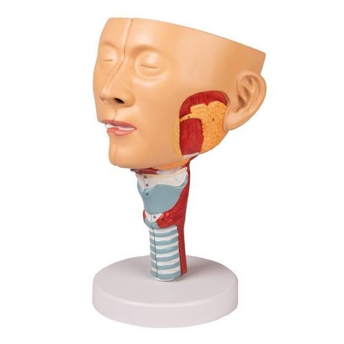 Anatomisches Modell / Kopf - C133 - Erler-Zimmer - Pharynx / Larynx