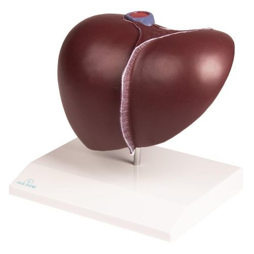 Anatomisches Modell / Blase - K325 - Erler-Zimmer - Leber