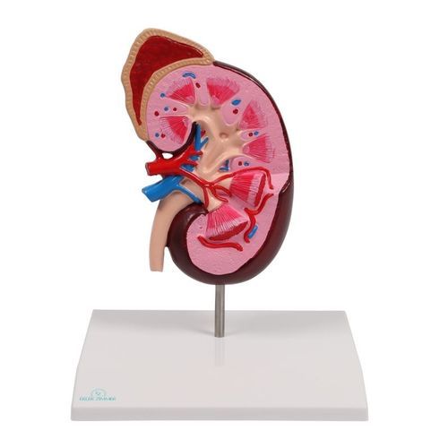 Anatomisches Modell / Niere - K260 - Erler-Zimmer