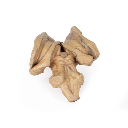 Anatomisches Modell / Gehirn - MP1100 - Erler-Zimmer - Gehirnstamm / Schädel / Rippe