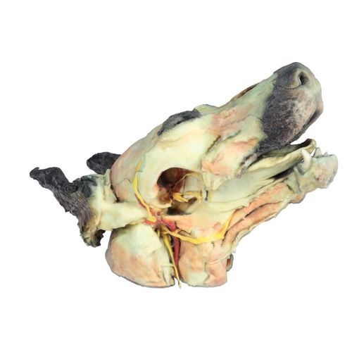 Anatomisches Modell / Kopf - VP9000 - Erler-Zimmer - für Veterinärmedizin / von Hund