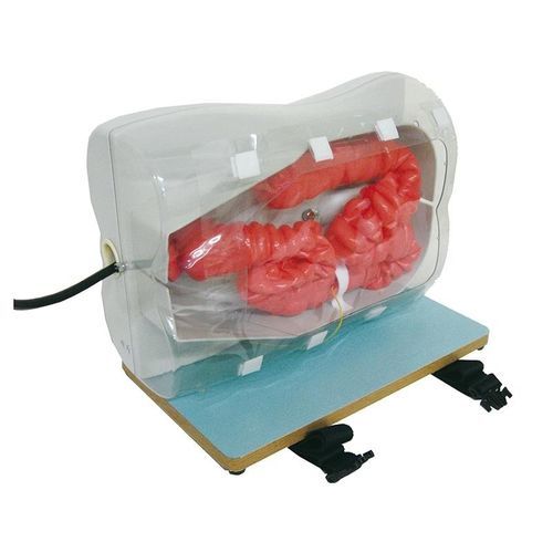 Trainingssimulator - LM107 - Erler-Zimmer - für Koloskopie / für Allgemeinpflege / Silikon