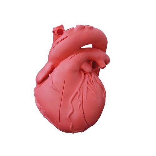 Anatomisches Herzmodell - G500 - Erler-Zimmer - Erwachsene / männlich