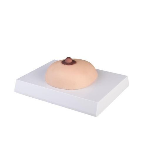 Anatomisches Modell / Brust - L281 - Erler-Zimmer - für Krebserkrankungen / weiblich