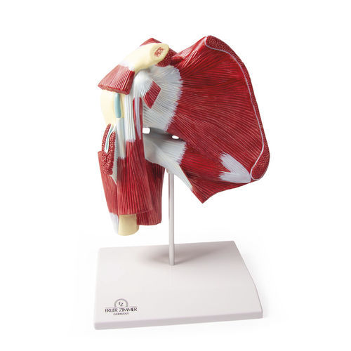 Anatomisches Modell / Schulter - 4569 - Erler-Zimmer - Ausbildung / mit Muskulatur