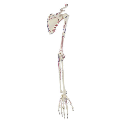 Anatomisches Modell / Schulter - 6021 - Erler-Zimmer - Skelett / Arm / Hand