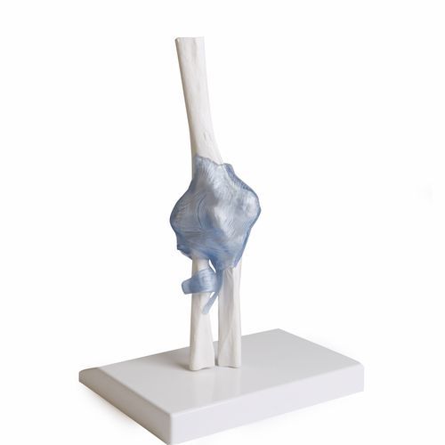 Anatomisches Modell / Gelenk - 4556 - Erler-Zimmer - Arm / Radius / Ellbogen