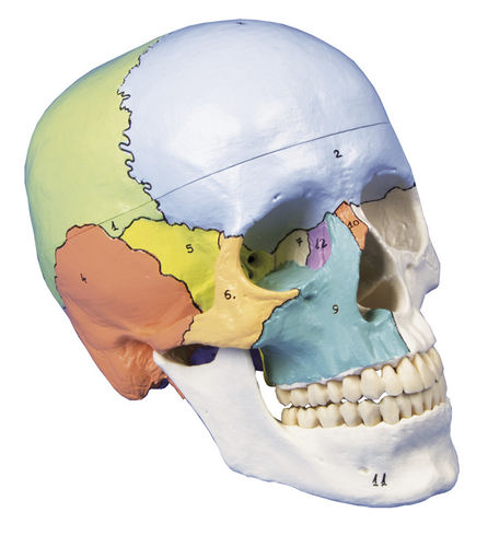 Anatomisches Schädelmodell - 4508 - Erler-Zimmer - Kopf / für die Ausbildung