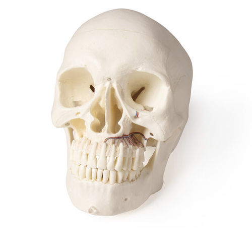 Anatomisches Schädelmodell - 4850 - Erler-Zimmer - Zahn / Kiefer / für Zahnchirurgie