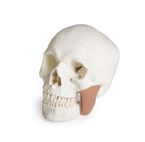 Anatomisches Schädelmodell - 4860 - Erler-Zimmer - Kiefer / Zahn / Mund