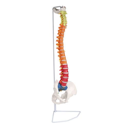 Anatomisches Modell / Wirbelsäule - A252 - Erler-Zimmer - Bandscheibe / Steißbein / für die Ausbildung