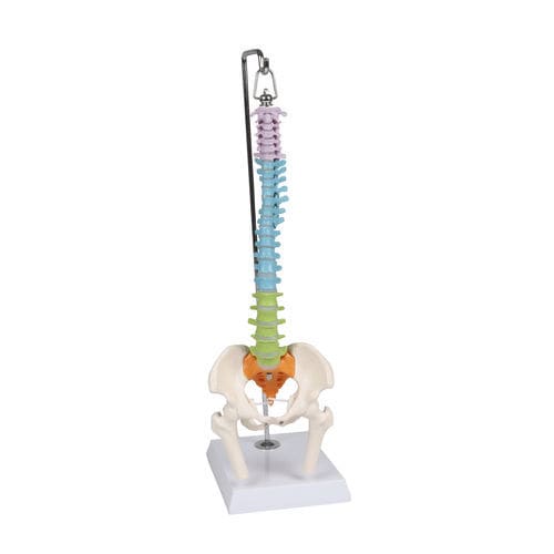 Anatomisches Modell / Wirbelsäule - A253 - Erler-Zimmer - für die Ausbildung / Miniatur / flexibel