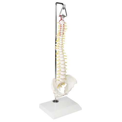 Anatomisches Modell / Wirbelsäule - 4002 - Erler-Zimmer - für die Ausbildung / Miniatur