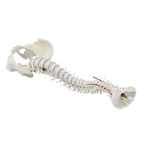Anatomisches Modell / Wirbelsäule - 4024 - Erler-Zimmer - Arteria vertebralis / Kunststoff / mit abnehmbarem Becken