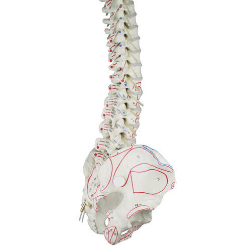 Anatomisches Modell / Wirbelsäule - 4011-1 - Erler-Zimmer - Bandscheibe / Muskel / Arteria vertebralis