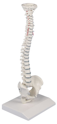 Anatomisches Modell / Wirbel - 4001 - Erler-Zimmer