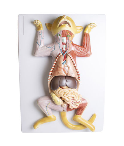 Anatomisches Magenmodell - VET3350 - Erler-Zimmer - Uterus / Herz / Ganzkörper