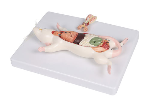 Anatomisches Herzmodell - VET0821 - Erler-Zimmer - Bauchlage / Leber / zum Sezieren
