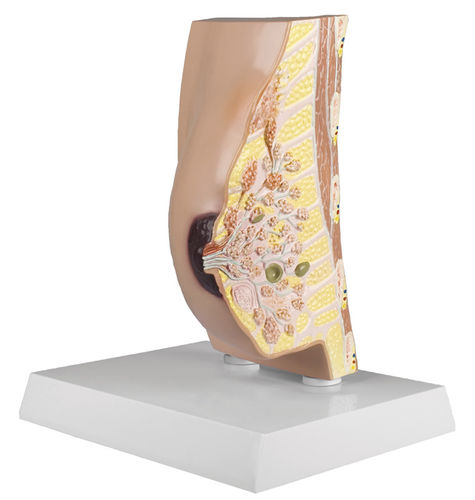 Anatomisches Modell / Brust - L280 - Erler-Zimmer - weiblich