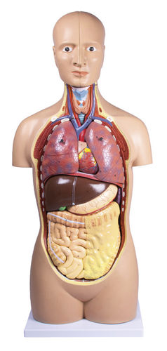 Anatomisches Modell / Milz - B109 - Erler-Zimmer - Gehirn / Dünndarm / Bauchspeicheldrüse