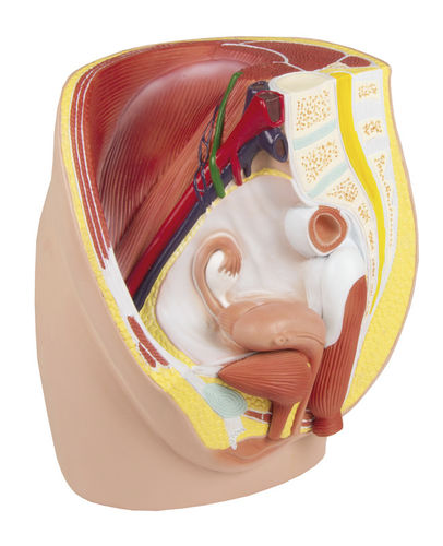 Anatomisches Modell / Rektum - H210 - Erler-Zimmer - Blase / Vagina / Gebärmutter