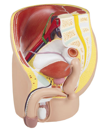Anatomisches Modell / Rektum - H211 - Erler-Zimmer - Blase / Ultraschall / Becken