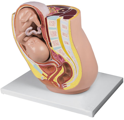 Anatomisches Modell / Becken - L220 - Erler-Zimmer - Schwangerschaft / Fötus / weiblich