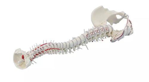 Anatomisches Modell / Wirbelsäule - 4011-1 - Erler-Zimmer - Bandscheibe / Muskel / Arteria vertebralis