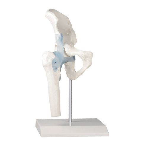 Anatomisches Modell / Gelenk - 4553 - Erler-Zimmer - Hüfte / für die Ausbildung