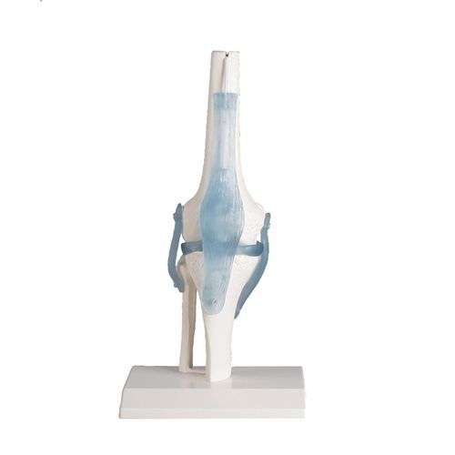 Anatomisches Modell / Gelenk - 4552 - Erler-Zimmer - Knie / für die Ausbildung