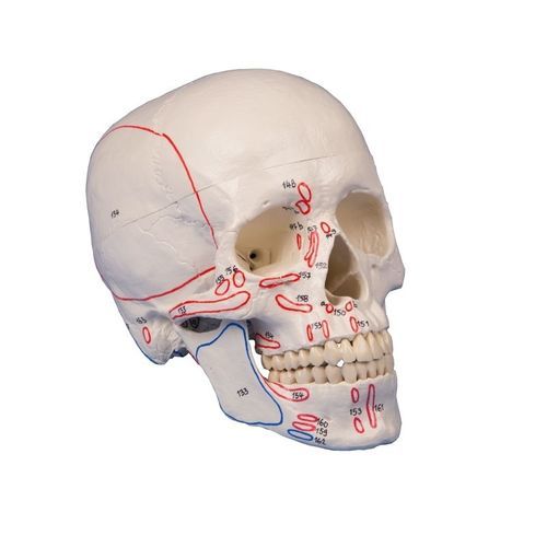 Anatomisches Schädelmodell - 4509 - Erler-Zimmer - für die Ausbildung / mit Gelenk / mit Muskelansatz-Markierungen