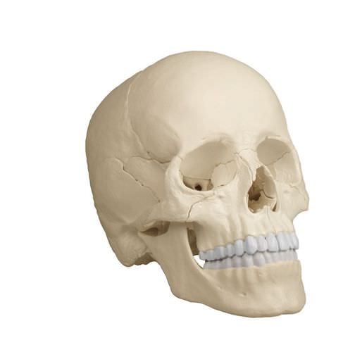 Anatomisches Schädelmodell - 4701 - Erler-Zimmer - für die Ausbildung / mit Gelenk
