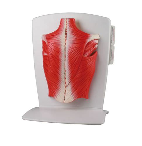 Anatomisches Muskelmodell - M290 - Erler-Zimmer - Rücken / für die Ausbildung / flexibel