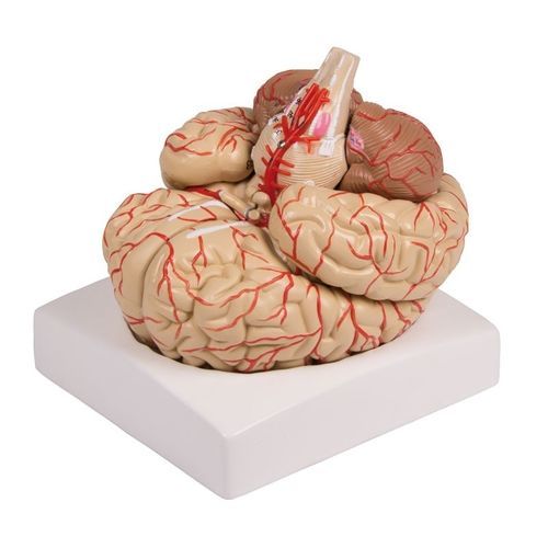 Anatomisches Gehirnmodell - C220 - Erler-Zimmer - Arterie / für die Ausbildung