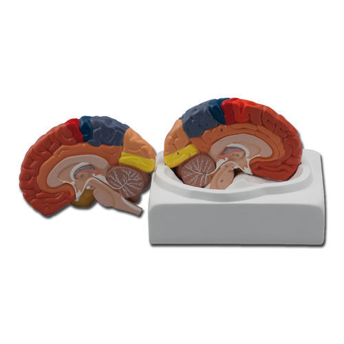 Anatomisches Gehirnmodell - 40021 - GIMA - Kleinhirn / Schläfen / Ausbildung