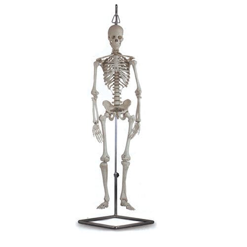 Anatomisches Skelettmodell - 40115 - GIMA - Ausbildung / weiß / mit Gelenk