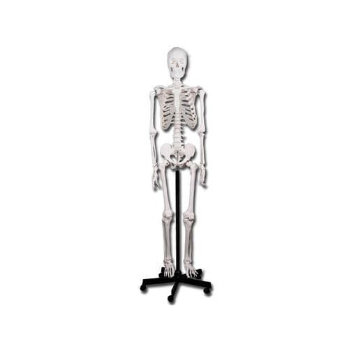 Anatomisches Skelettmodell - 40119 - GIMA - Ausbildung / weiß / mit Gelenk