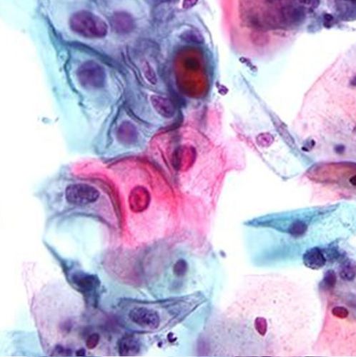 Färbelösungs-Reagenz - 01HEMHP1000 - Histo-Line Laboratories - Farbstoff / für die Histologie / flüssig