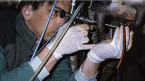 Veterinär-Theloskop / für Rinder - KARL STORZ