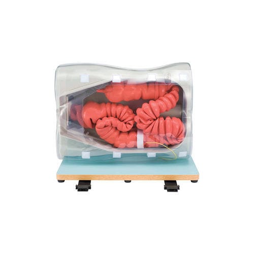 Trainingssimulator - LM-107 - KOKEN  - für Koloskopie / für Gastroenterologie / Tumor