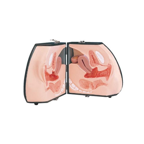 Anatomisches Modell / Körper - LM-030 - KOKEN  - Haut / Blase / der weiblichen Geschlechtsorgane