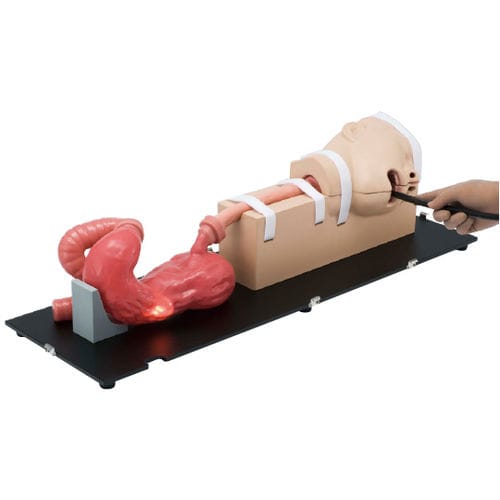 Trainingssimulator - LM-103 - KOKEN  - für Endoskopie-Training / für Magenspiegelung / für Gastroenterologie