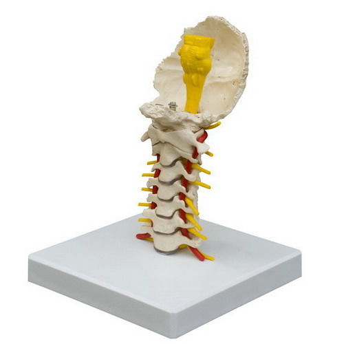 Halswirbelsäule anatomisches Modell - A213 - RÜDIGER - ANATOMIE  - Rückenmark / für die Ausbildung / flexibel