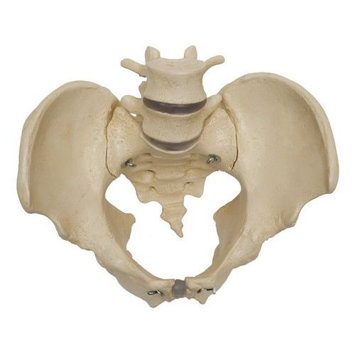 Anatomisches Skelettmodell - A218 - RÜDIGER - ANATOMIE  - Becken / Kreuzbein / für die Ausbildung