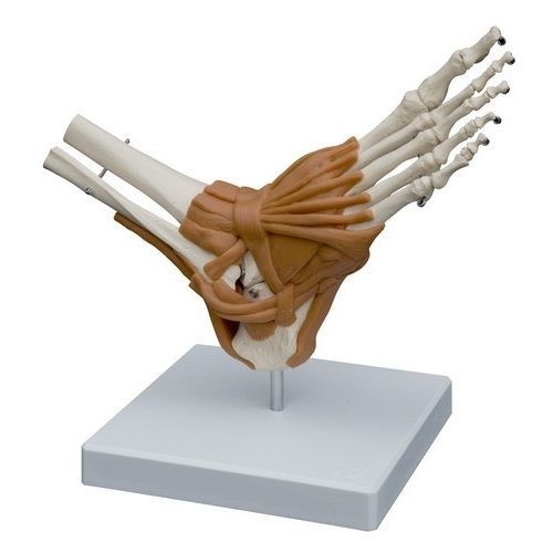 Anatomisches Modell / Fuß - A254 - RÜDIGER - ANATOMIE  - Bein