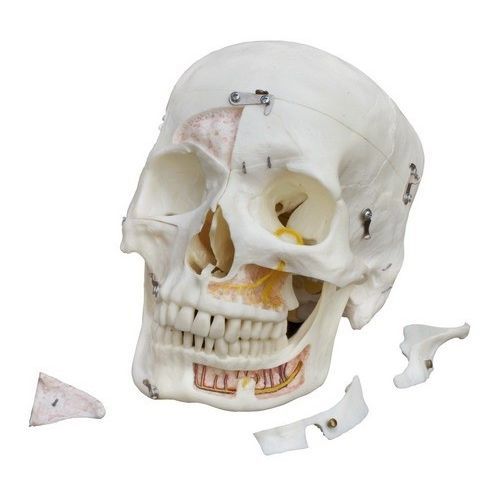 Anatomisches Modell / Zahn - A226 - RÜDIGER - ANATOMIE  - Knochen / Schädel / Unterkiefer