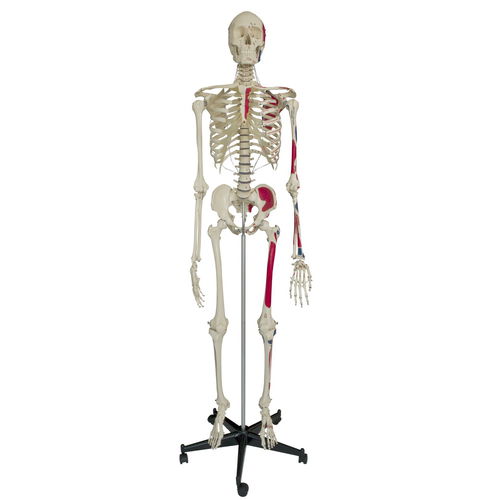 Anatomisches Skelettmodell - A200.1 - RÜDIGER - ANATOMIE  - Ganzkörper / für die Ausbildung / mit Muskelansatz-Markierungen